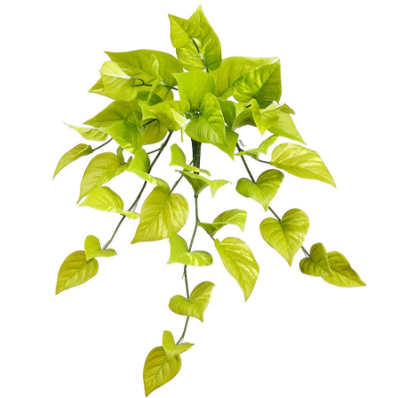 pothos hanging bush Hanging Pothos Bush – Madison & Co