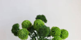 21.5" Dianthus Green Ball Stem