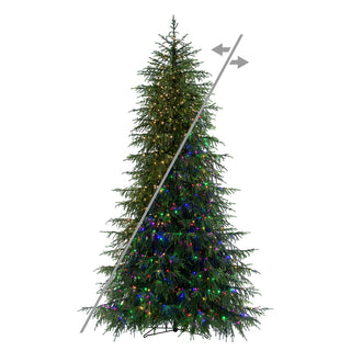 5.5' Norfolk Pine Tree