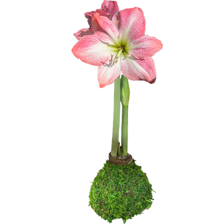 Moss Wax Bulb Amaryllis
