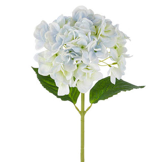 Blue Hydrangea Stem