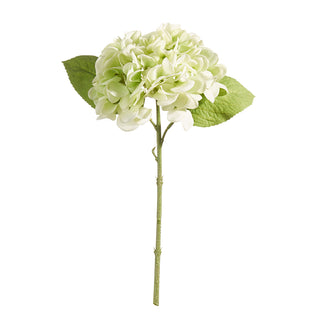 Green Hydrangea Stem