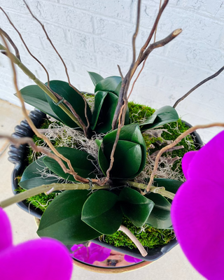 Grand Orchid Cache Arrangement