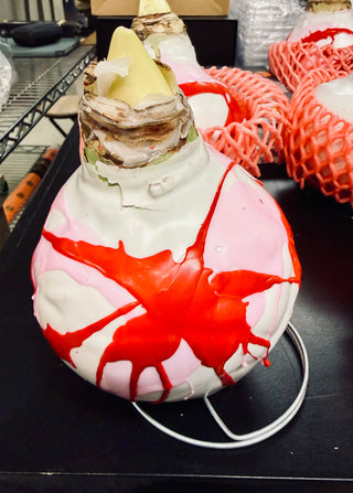 Valentine's Amaryllis Wax Bulbs