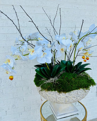 Serene Statement Orchid Arrangement