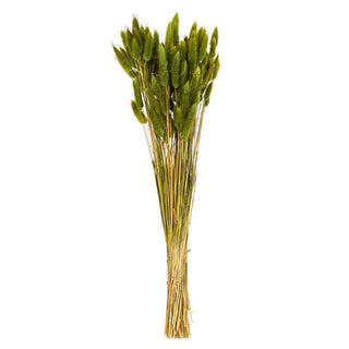 Dried Basil Bunny Tail Bunch