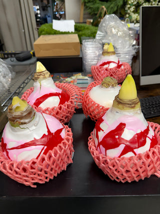 Valentine's Amaryllis Wax Bulbs