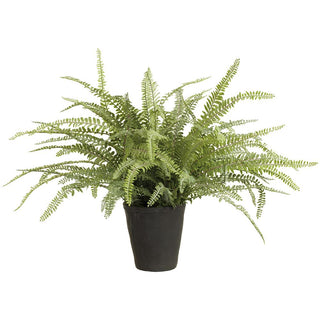 WOODLAND FERN PLANT