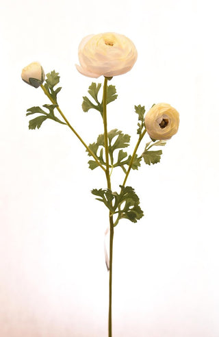 Cream Ranunculus Stem