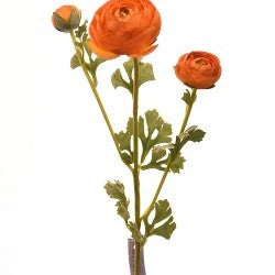 Orange Ranunculus Stem