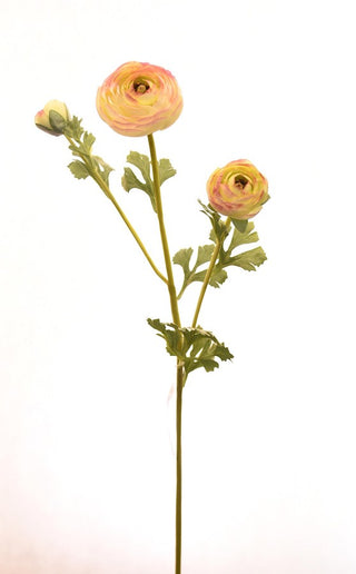 Pink/Green Ranunculus Stem