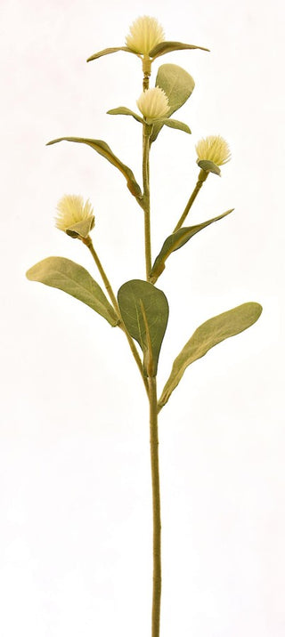 18" White Gomphrena Globosa