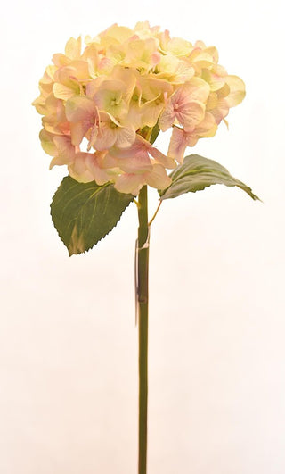 Cream/Pink Hydrangea Stem