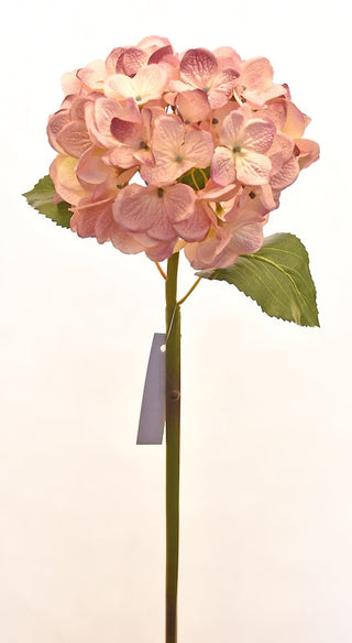 Pink Hydrangea Stem