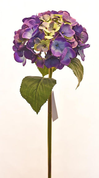 Purple Hydrangea Stem