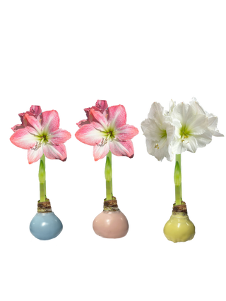 Pastel Wax Bulb Amaryllis