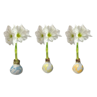 Splatter Pastel Wax Bulb Amaryllis