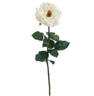 White Orlane Rose