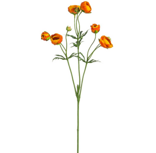 Two Tone Orange Ranunculus