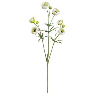 Cream Ranunculus Spray