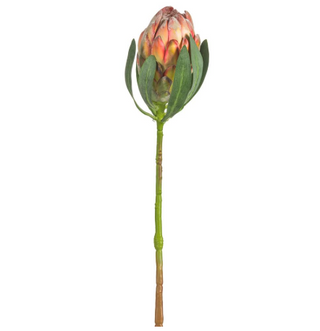 Orange Protea Bud