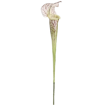 Cream Pitcher Plant Spray