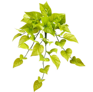 Hanging Pothos Bush