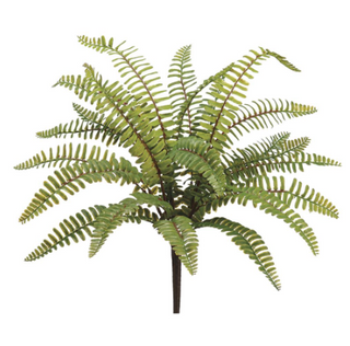 Boston Fern Bush