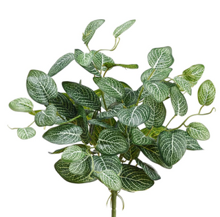 Fittonia Leaf Bush