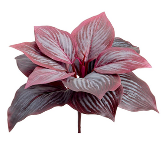 Burgundy Frosted Hosta Leaf