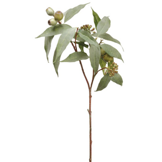 Eucalyptus Seed Spray