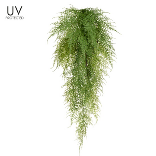 Asparagus Fern Hanging Bush