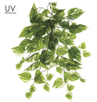 GR/CR Pothos Bush