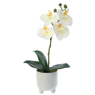 Phalaenopsis Orchid in Pot