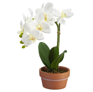 TerraCotta Pot Phalaenopsis Orchid