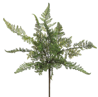 Leather Fern Bush