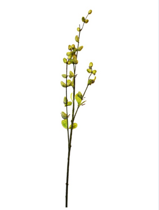 Green Pussy Willow