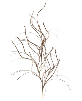 Champagne Curly Willow