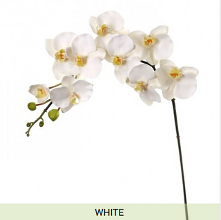 White Phalaenopsis Spray