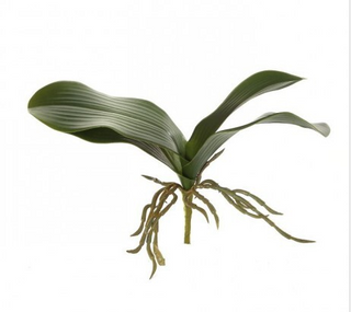 Orchid Leaves