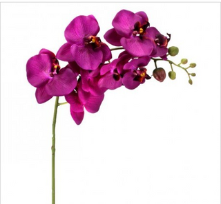 Violet Phalaenopsis Orchid Spray