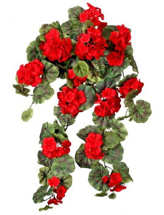 Hanging Geranium