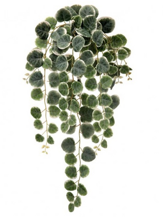 Frosted Creeping Charlie Bush