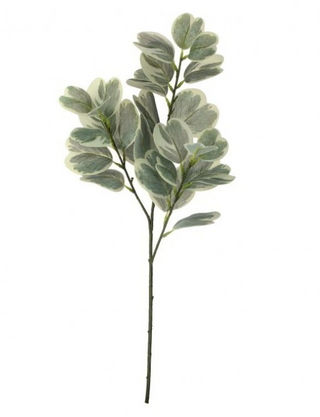 Garden Euonymus Spray