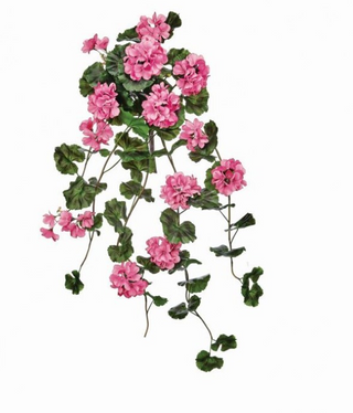 UV Summer Hanging Geranium