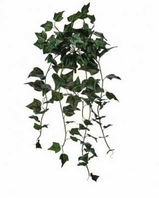 hanging bush plant UV Garden Ivy Hanging Bush – Madison & Co