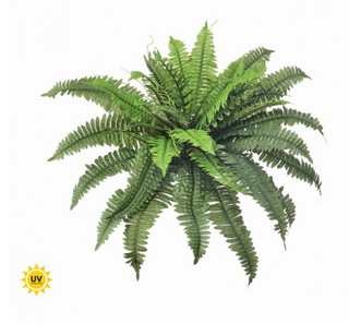 UV Estate Boston Fern 30"