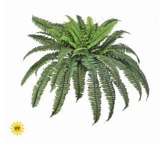 UV Estate Boston Fern 38"