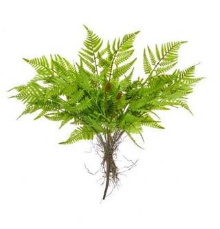 Soft Touch Leather Fern