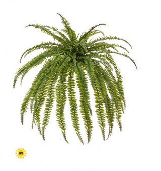 UV Jumbo Boston Fern